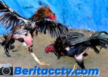 Diduga Menjadi Ajang Judi Terselubung, Kontes Ayam Di Lamongan Jadi Sorotan Masyarakat Mendekati Ramadhan