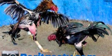 Diduga Menjadi Ajang Judi Terselubung, Kontes Ayam Di Lamongan Jadi Sorotan Masyarakat Mendekati Ramadhan