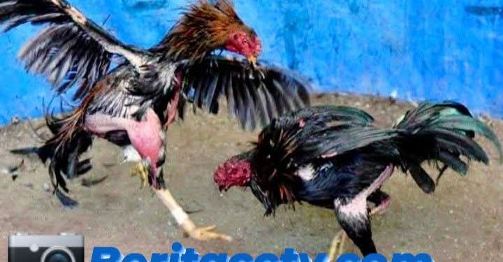 Diduga Menjadi Ajang Judi Terselubung, Kontes Ayam Di Lamongan Jadi Sorotan Masyarakat Mendekati Ramadhan